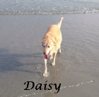 Daisy Geiger. 2001-2015